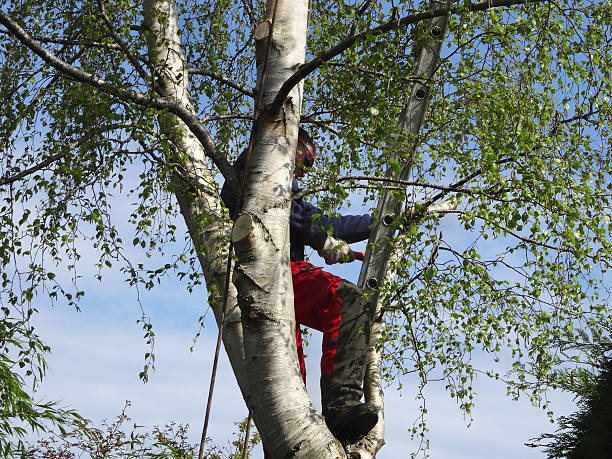 How Our Tree Care Process Works  in  Aventura, FL